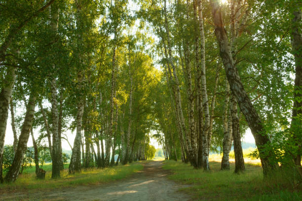 Path between birches. Beautiful summer landscape. Natural background. Walk in nature.