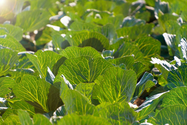 istock Field of green cabbage. 2161449420