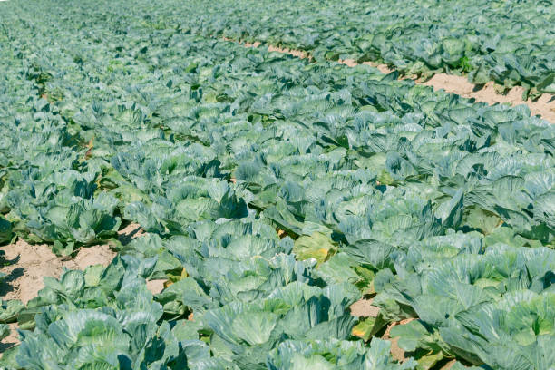 Field of green cabbage. Growing vegetables. Vegetable harvest. Healthy eating. Sustainable farming.