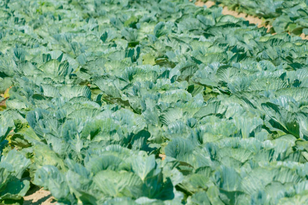 Field of green cabbage. Growing vegetables. Vegetable harvest. Healthy eating. Sustainable farming.
