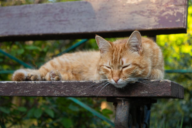 istock A red-haired cat on a bench in the park. 2161449930