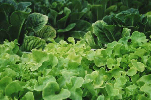 istock Close up of green oak lettuce 2161449933