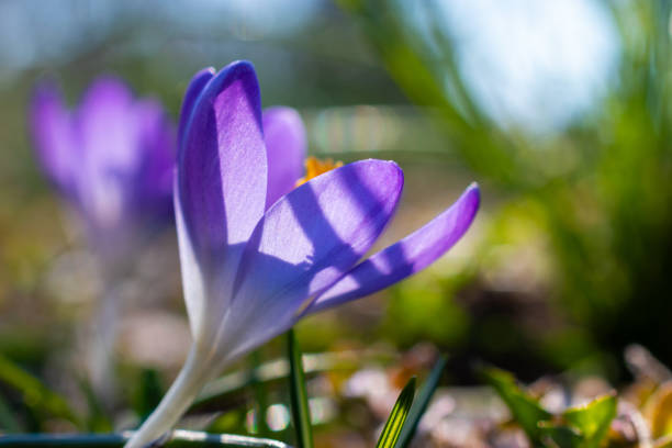 istock Purple flower close up 2161450419
