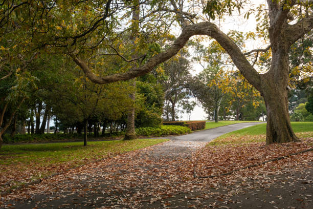 istock Pathway through a public park covered with fallen leaves. 2161450713