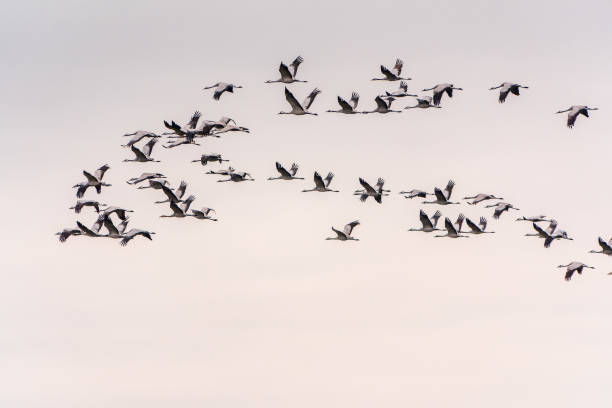 istock Flying cranes flock against blue sky 2161451458