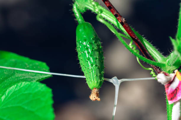 Lush green cucumber plant with vibrant leaves and a fresh green cucumber growing. Green cucumber plant displaying lush leaves and a ripe cucumber ready for harvest