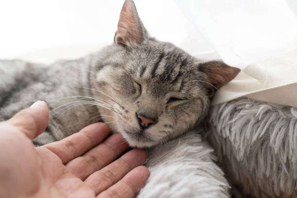 istock Person petting a cute cat 2161452344