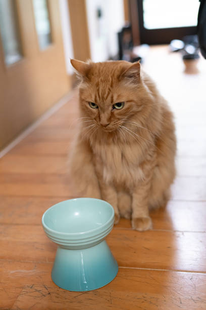 istock A cute cat sitting and waiting for food 2161452486