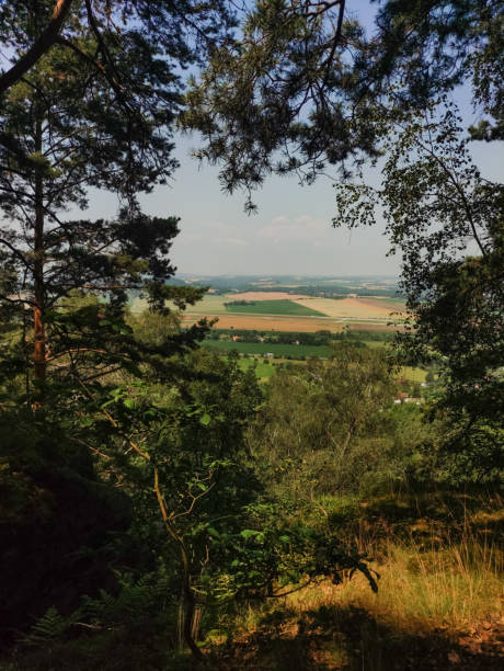 A view from a forested hilltop overlooking a valley of green fields in the summer.