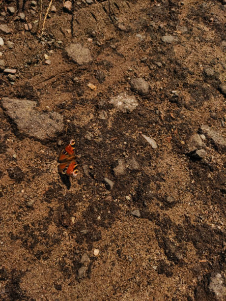 A European peacock butterfly resting on a dirt path.