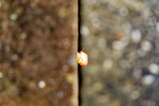 Snail with shell crouching on concrete wall at Swiss City of Zürich on a rainy summer day. Photo taken July 12th, 2024, Zurich, Switzerland.