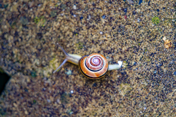 Snail with shell crouching on concrete wall at Swiss City of Zürich on a rainy summer day. Photo taken July 12th, 2024, Zurich, Switzerland.