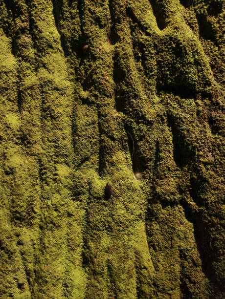 istock A textured wall covered in green moss 2161454484