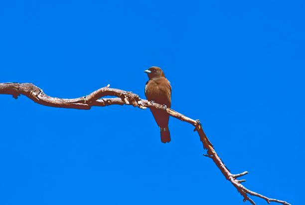 Little Woodswallow