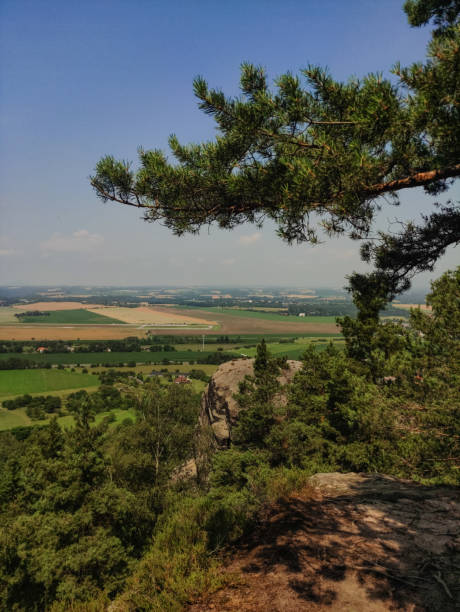 A pine tree stands on a rocky cliff overlooking a vast, verdant countryside.