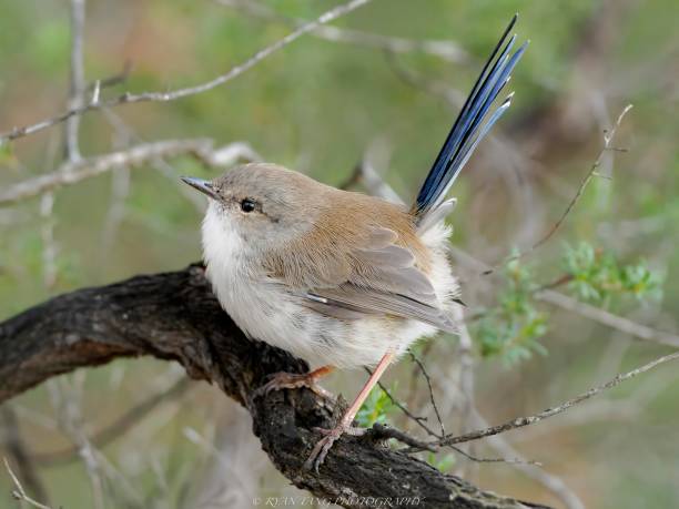 Superb Fairywren