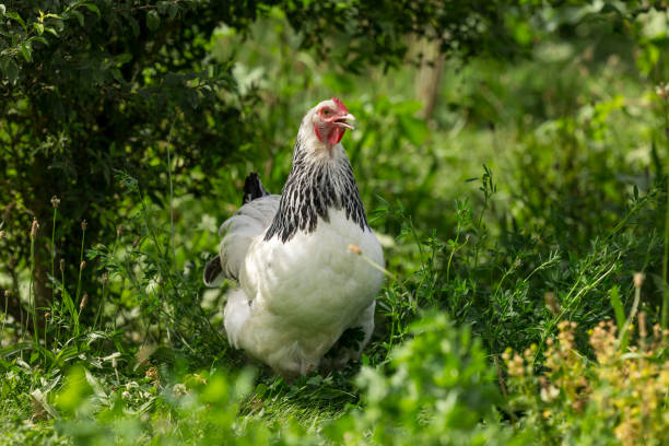 istock chicken portrait outdoors, close up, front view 2161457429