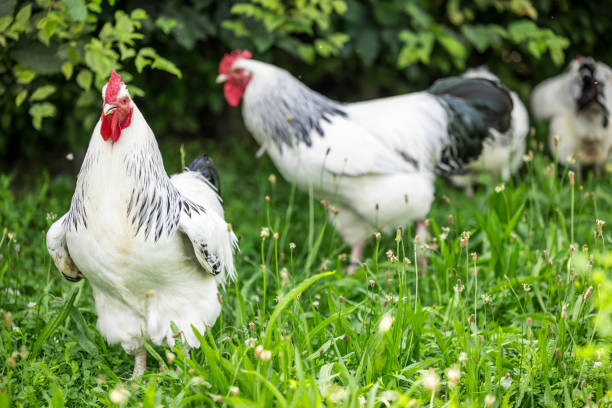 istock cock and chicken standing at the garden 2161457548