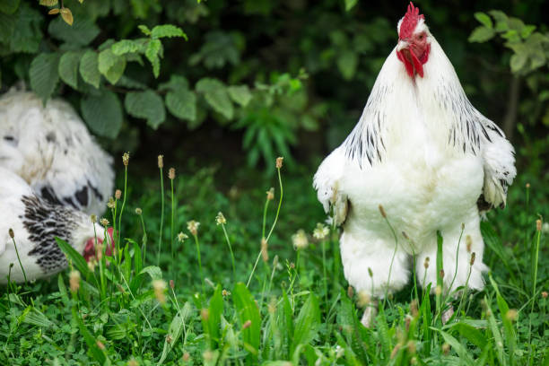 istock cock looking at chicken standing at the garden 2161457618