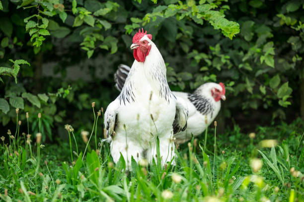 istock cock protecting chicken character portrait 2161457684