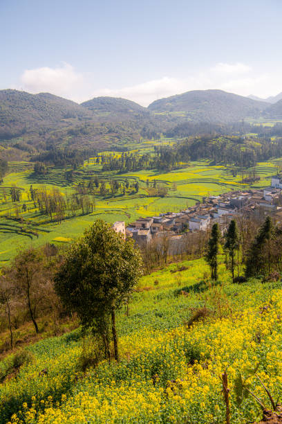 istock Yellow and green rapeseed flower field in Luoping, China 2161457984