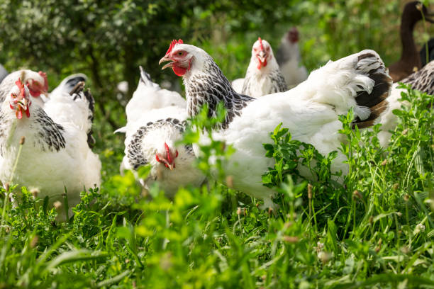Healthy white chickens roaming and foraging on open ground, their red combs and wattles vibrant against their feathers. These are free-range farm chickens living naturally, not confined or intensively farmed, highlighting ethical and sustainable agricultural practices