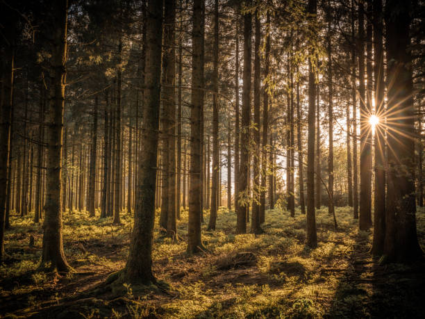 istock Sunset in the woods 2161458403