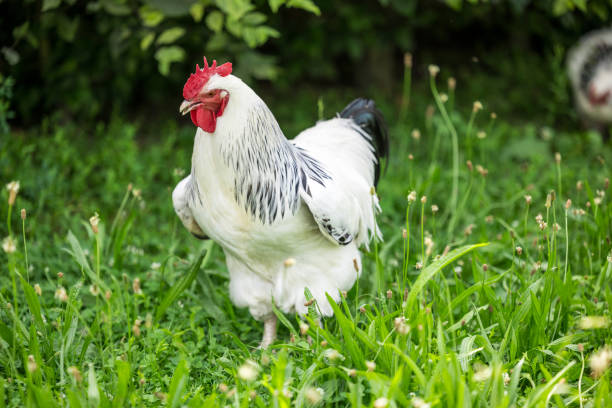 istock proud white cock at garden front view 2161458473