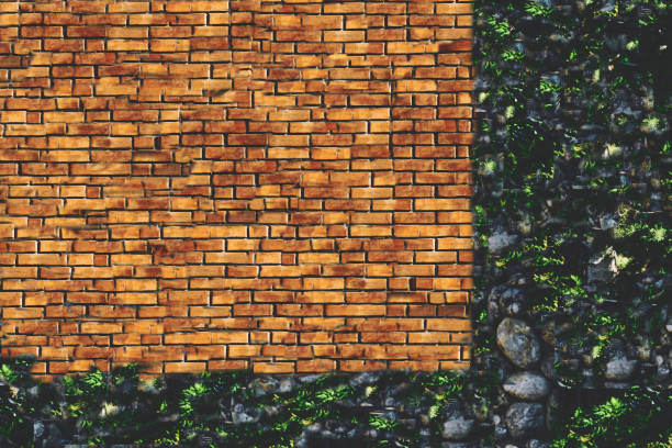 Wild grape on the wall of an old building