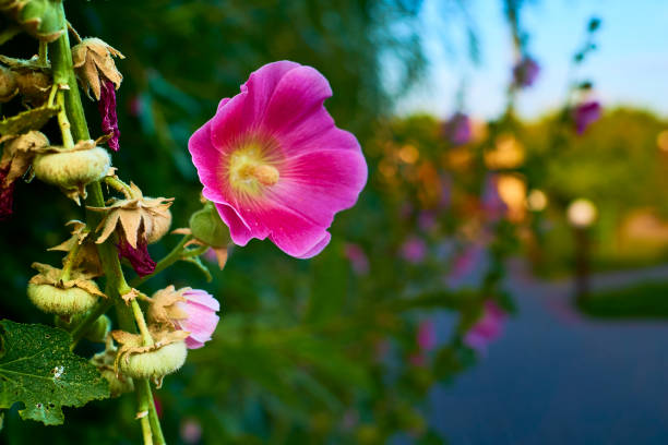 the seed bearing part of a plant, consisting of reproductive organs that are typically surrounded by a brightly colored petals and a green sepals