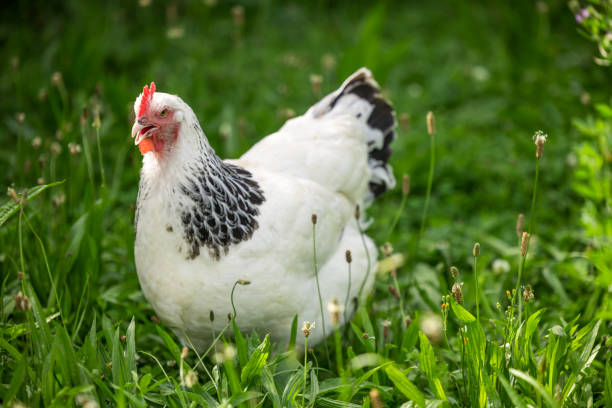 A white hen foraging in long grass at a free-range organic farm.