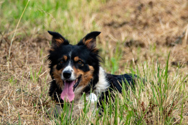 A border collie sheepdog lying on the ground while panting with it's tongue out
