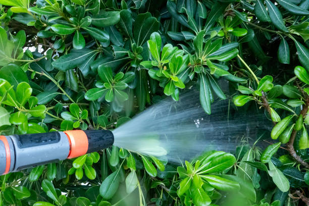 Watering Plants and Garden with hose.