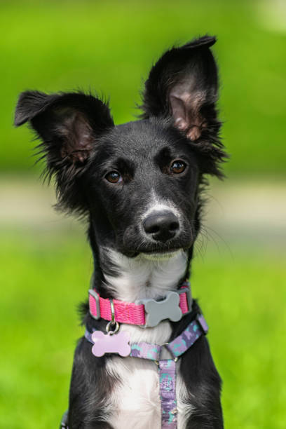 istock portrait puppy border collie green background 2161463678