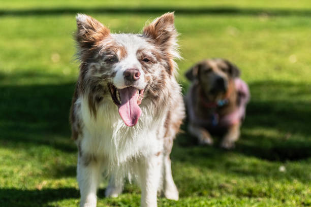 istock Border Collie Puppy Portrait 2161463992
