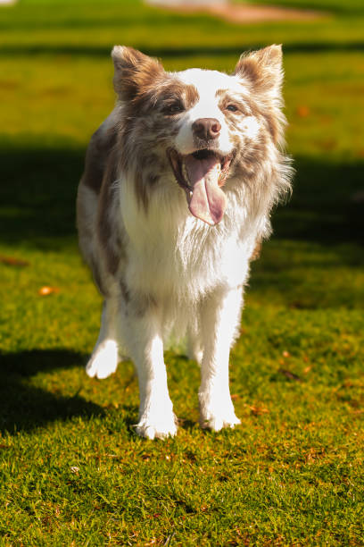 istock Border Collie Puppy Portrait 2161463993