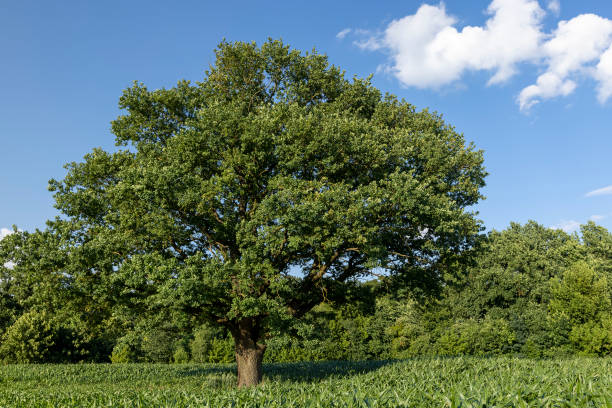 istock a lonely old oak tree in a field with tall green corn 2161464193