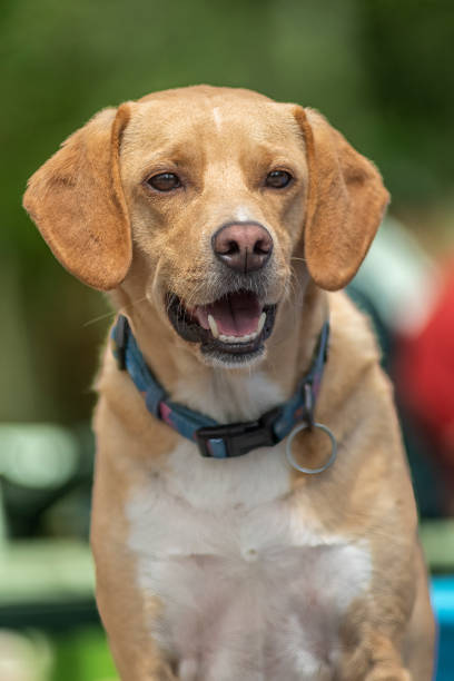 istock labrador retrieverBreed of dog 2161464233