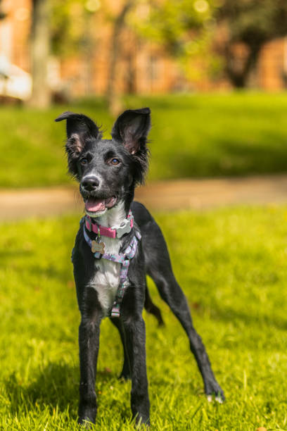 istock portrait puppy border collie 2161464365