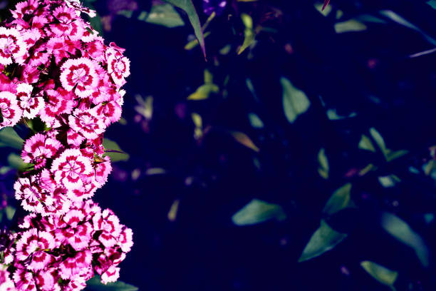a plant of the daisy family that has bright rayed flowers, typically of purple or pink