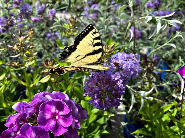 istock Eastern Tiger Swallowtail Butterfly 2161465038