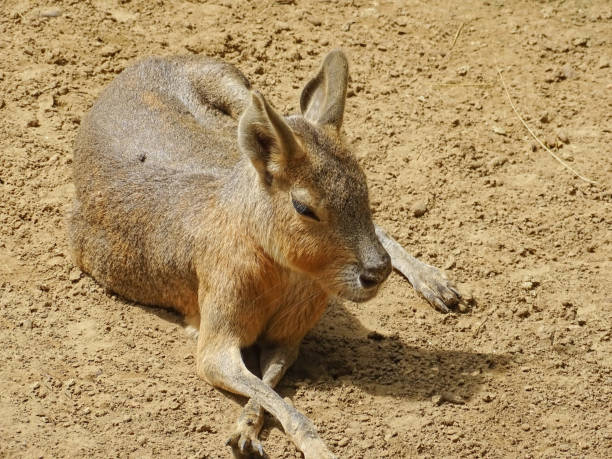 Capybara lying in city zoo