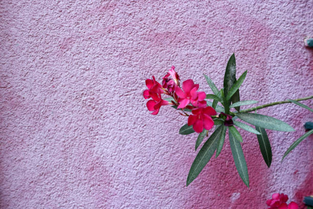 Pink flower on pink wall background