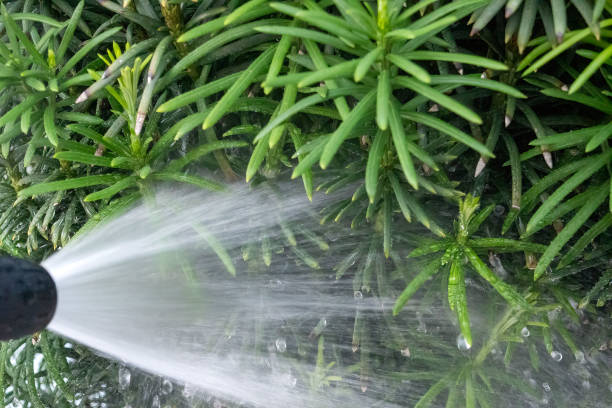 Watering Plants and Garden with hose.