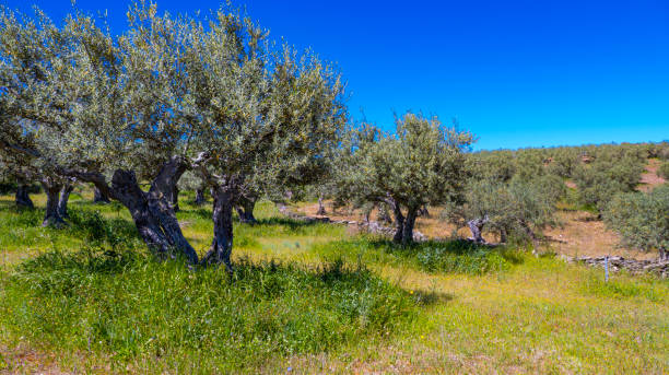 istock Olives Trees Plantation, Spain 2161467454