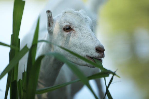 Cute goat outdoor in country landscape