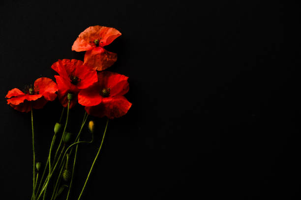Red poppies on a black background
