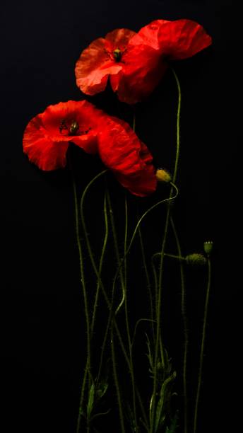 istock Red poppies on a black background 2161471127