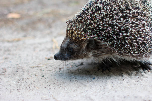 Head of a wild hedgehog in profile, close-up