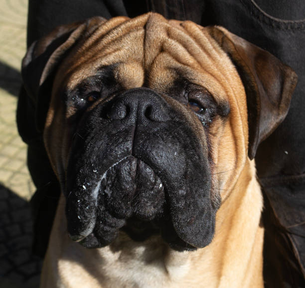 istock a mastiff breed dog looking towards the camera 2161472319